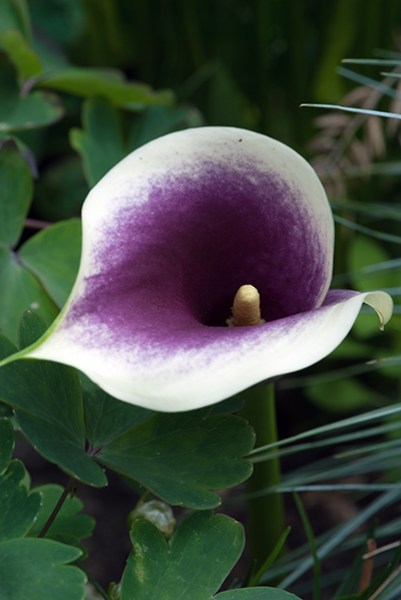 Zantedeschia Picasso